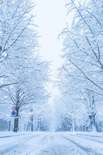 北海道大学雪景雪景手机壁纸图片唯美 藏不住的喜欢理直气壮就好