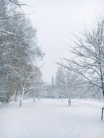 北海道大学雪景雪景手机壁纸图片唯美 藏不住的喜欢理直气壮就好