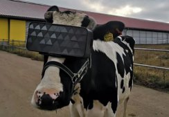俄农场给奶牛戴VR眼镜 可以减轻焦虑增加产奶量？