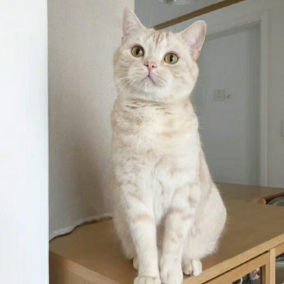 微信猫咪头像可爱高清 超级可爱萌的小动物头像猫咪