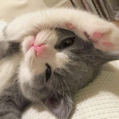 微信猫咪头像可爱高清 超级可爱萌的小动物头像猫咪