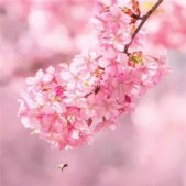 樱花图片唯美高清 浪漫好看的樱花图片2020最新
