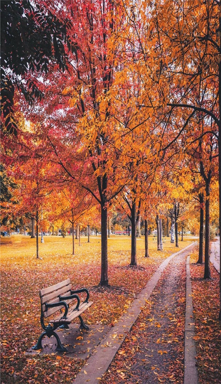 国庆壮丽山河秋季空间壁纸 秋天层林尽染美不胜收