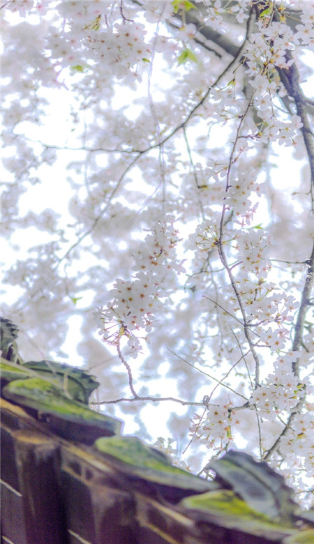 春季浪漫樱花的高清有意境的壁纸图片 每想念一次春天枝头就攒了一朵花开