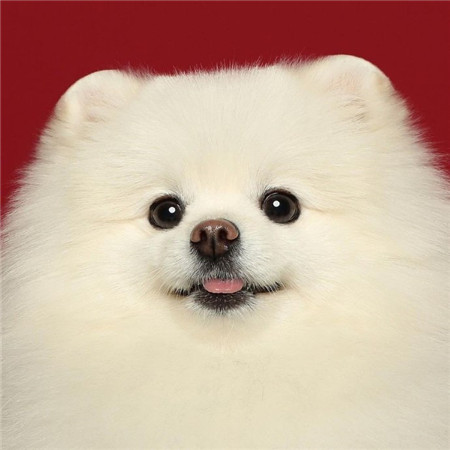 超级萌的可爱的狗狗写真背景图 精选2021版最新的可爱萌宠合集