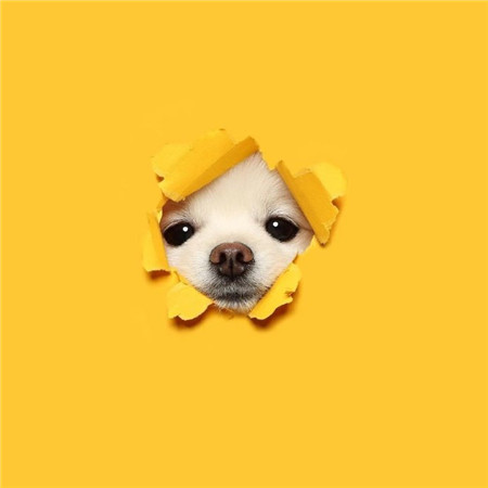 超级萌的可爱的狗狗写真背景图 精选2021版最新的可爱萌宠合集