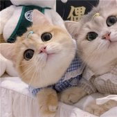 2021最新版猫咪情侣头像一对两张可爱 一生太长了总要有个人作伴