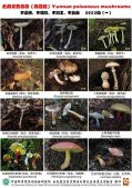 云南常见毒蘑菇2022版 2022云南常见毒蘑菇挂图