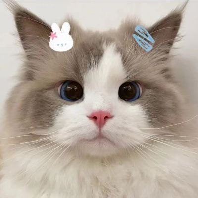 白看不厌的猫咪微信头像可爱 2022全新猫咪微信头像合集