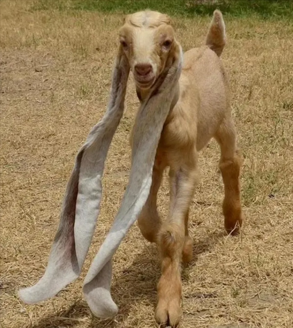 奇闻：巴基斯坦小山羊长出48厘米长耳朵