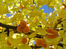秋季晒拍银杏照片的文案 秋季晒自己跟银杏树叶的说说