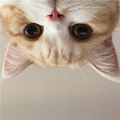2022全新很萌的小猫咪的头像可爱 小猫咪能有什么坏心思呢