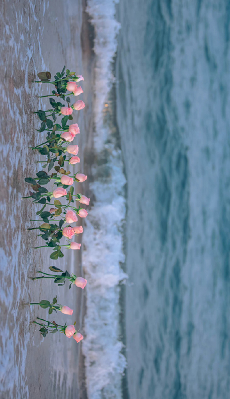2023值得私藏的海边玫瑰花壁纸高清 玫瑰与海浪漫壁纸图片合集
