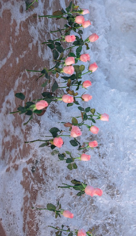 2023值得私藏的海边玫瑰花壁纸高清 玫瑰与海浪漫壁纸图片合集