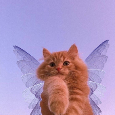 2023天使猫猫头像高清可爱 每天演好一个情绪稳定的成年人