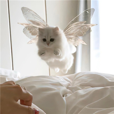 2023天使猫猫头像高清可爱 每天演好一个情绪稳定的成年人