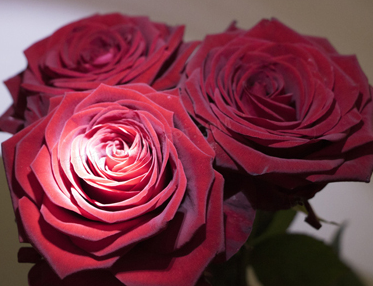关于我将玫瑰藏于身后的浪漫文案 温柔且惊艳的短句