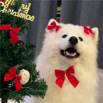 2024圣诞节氛围感的超萌的小狗头像 ​这个圣诞节爱才是最好的礼物